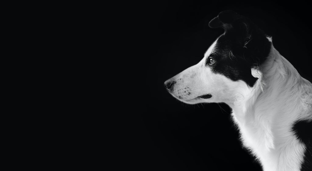 Photo chien noir et blanc slide 1