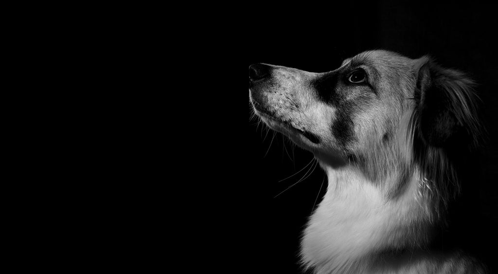 Photo chien noir et blanc slide 2