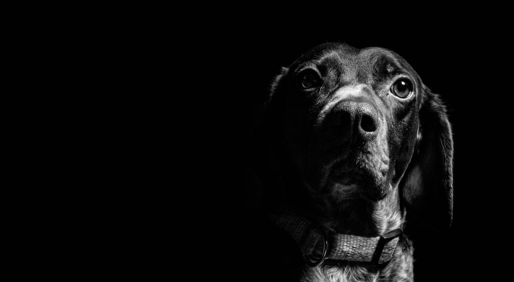 Photo chien noir et blanc slide 3